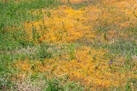 Dodder Genus Cuscuta is The parasite wraps Foto stock