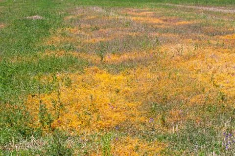 Dodder Genus Cuscuta is The parasite wraps Photos