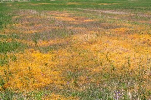Dodder Genus Cuscuta is The parasite wraps 写真素材