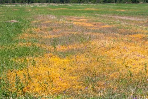 Dodder Genus Cuscuta is The parasite wraps 写真素材
