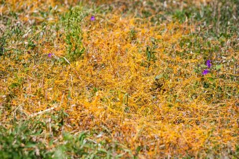 Dodder Genus Cuscuta is The parasite wraps Stock Photos