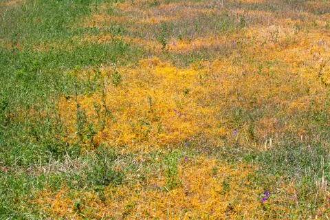 Dodder Genus Cuscuta is The parasite wraps Stock Photos