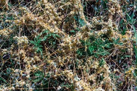 Dodder Genus Cuscuta is The parasite wraps Photos