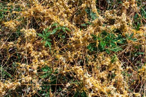 Dodder Genus Cuscuta is The parasite wraps Foto stock