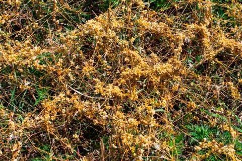 Dodder Genus Cuscuta is The parasite wraps Stock Photos