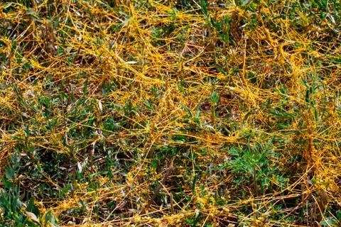 Dodder Genus Cuscuta is The parasite wraps 스톡 사진