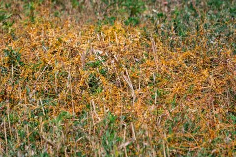 Dodder Genus Cuscuta is The parasite wraps Stock Photos