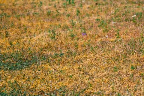 Dodder Genus Cuscuta is The parasite wraps Foto stock