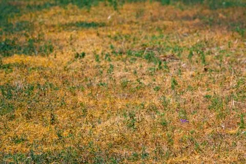 Dodder Genus Cuscuta is The parasite wraps 스톡 사진