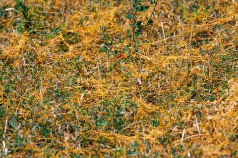 Dodder Genus Cuscuta is The parasite wraps Stockfoto's