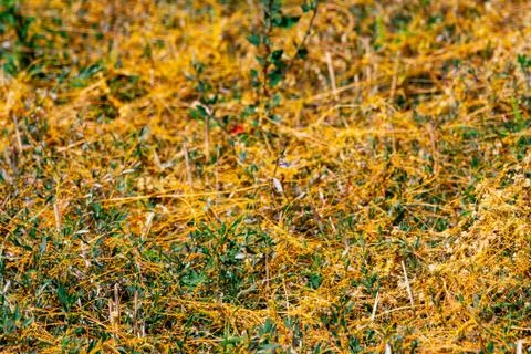 Dodder Genus Cuscuta is The parasite wraps Photos