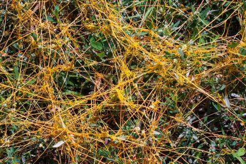 Dodder Genus Cuscuta is The parasite wraps Stock Photos