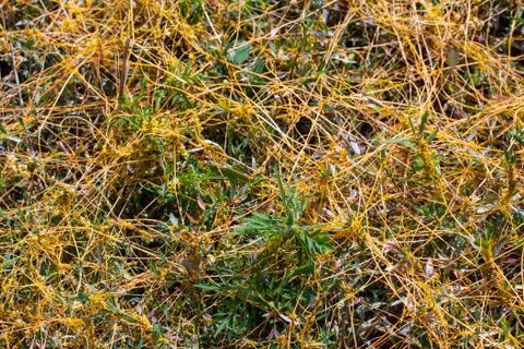 Dodder Genus Cuscuta is The parasite wraps 写真素材