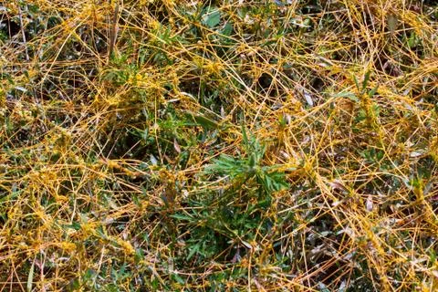 Dodder Genus Cuscuta is The parasite wraps Stockfoto's