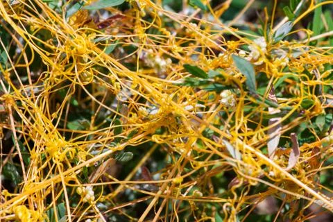 Dodder Genus Cuscuta is The parasite wraps Stock Photos