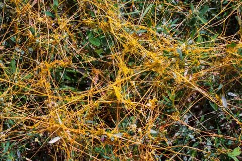 Dodder Genus Cuscuta is The parasite wraps Stock Photos