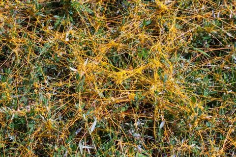 Dodder Genus Cuscuta is The parasite wraps Stock Photos