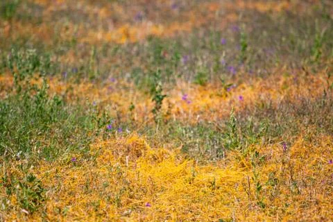 Dodder Genus Cuscuta is The parasite wraps Photos