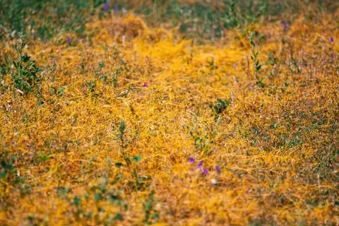 Dodder Genus Cuscuta is The parasite wraps Foto stock