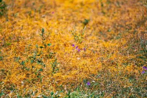 Dodder Genus Cuscuta is The parasite wraps 스톡 사진