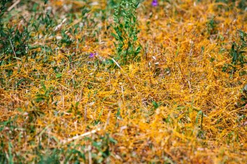 Dodder Genus Cuscuta is The parasite wraps Stockfoto's