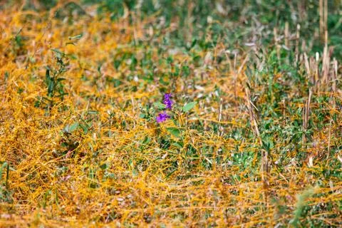 Dodder Genus Cuscuta is The parasite wraps 스톡 사진