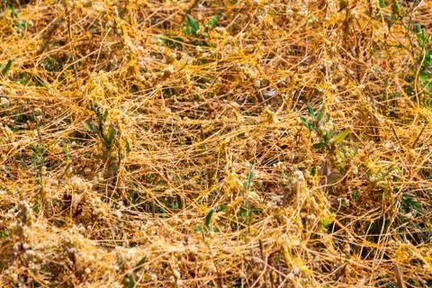 Dodder Genus Cuscuta is The parasite wraps Stockfoto's