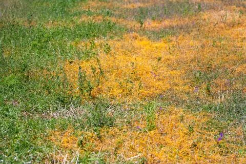 Dodder Genus Cuscuta is The parasite wraps Stockfoto's