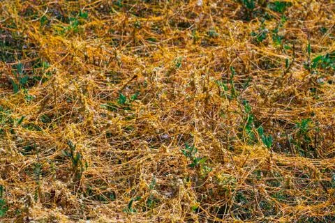 Dodder Genus Cuscuta is The parasite wraps Foto stock