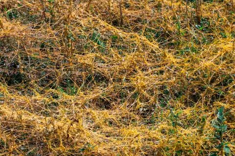 Dodder Genus Cuscuta is The parasite wraps 스톡 사진