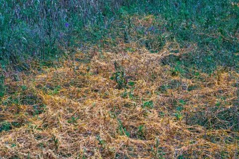 Dodder Genus Cuscuta is The parasite wraps Stock Photos