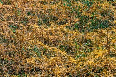 Dodder Genus Cuscuta is The parasite wraps Stock Photos