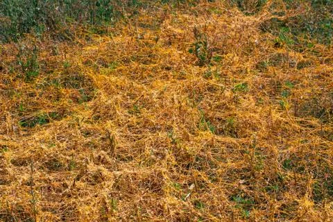Dodder Genus Cuscuta is The parasite wraps 스톡 사진