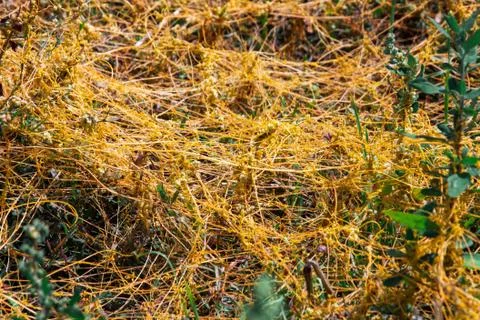 Dodder Genus Cuscuta is The parasite wraps Stock Photos