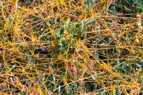 Dodder Genus Cuscuta is The parasite wraps 写真素材