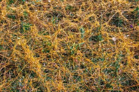 Dodder Genus Cuscuta is The parasite wraps 스톡 사진