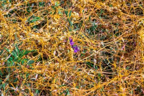 Dodder Genus Cuscuta is The parasite wraps Stock Photos