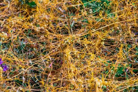 Dodder Genus Cuscuta is The parasite wraps Stock Photos
