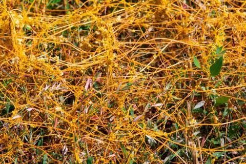 Dodder Genus Cuscuta is The parasite wraps Stock Photos