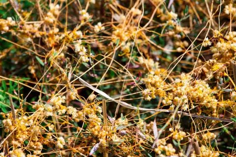 Dodder Genus Cuscuta is The parasite wraps 스톡 사진