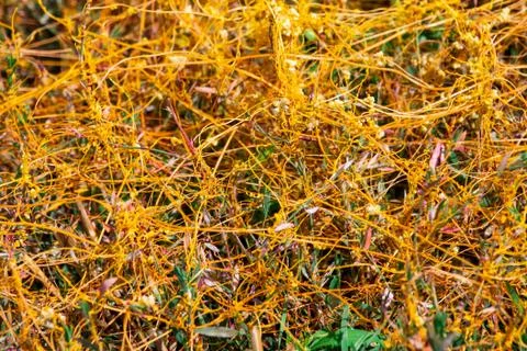 Dodder Genus Cuscuta is The parasite wraps 스톡 사진