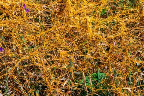 Dodder Genus Cuscuta is The parasite wraps Stockfoto's