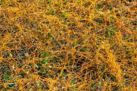 Dodder Genus Cuscuta is The parasite wraps Stock Photos