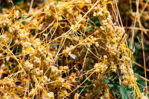 Dodder Genus Cuscuta is The parasite wraps Stock Photos