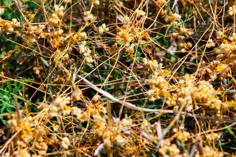 Dodder Genus Cuscuta is The parasite wraps Photos