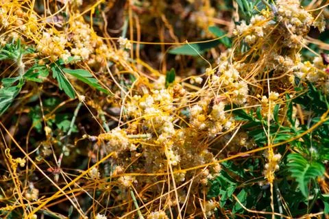 Dodder Genus Cuscuta is The parasite wraps Photos
