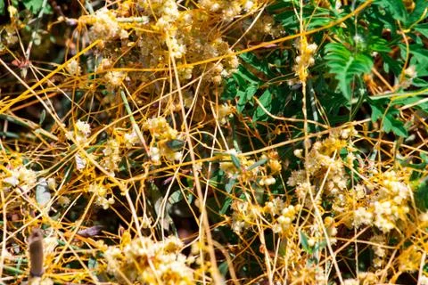 Dodder Genus Cuscuta is The parasite wraps Stockfoto's