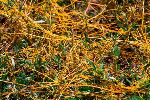 Dodder Genus Cuscuta is The parasite wraps Stock Photos