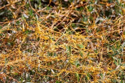 Dodder Genus Cuscuta is The parasite wraps Stock Photos
