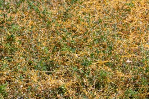Dodder Genus Cuscuta is The parasite wraps 스톡 사진